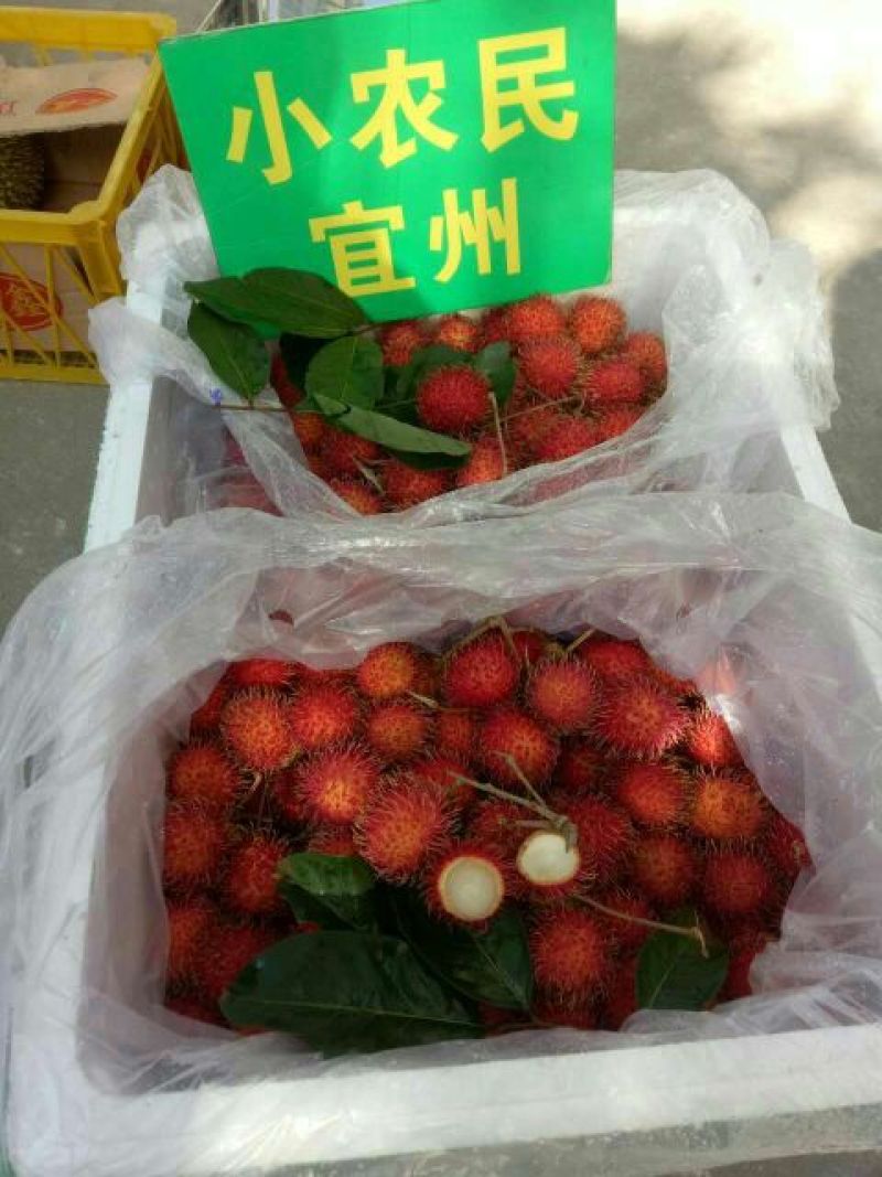 毛丹2cm以上