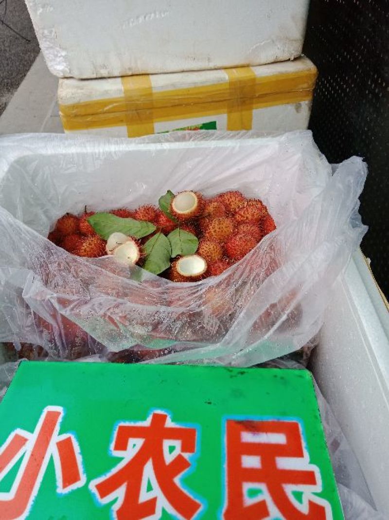 毛丹2cm以上