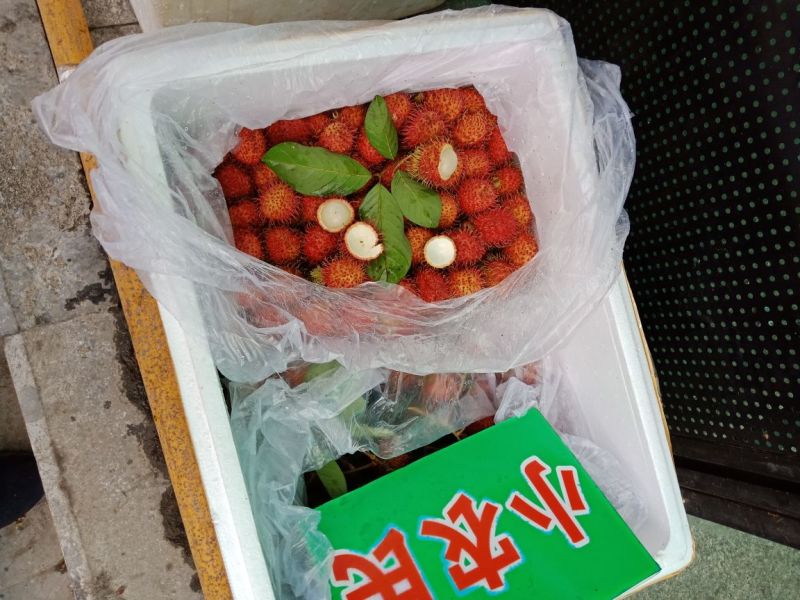 毛丹2cm以上