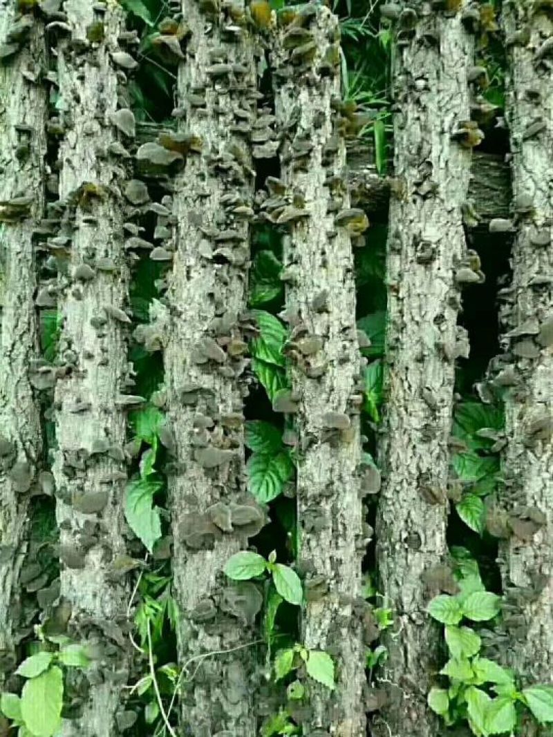 木耳特级
