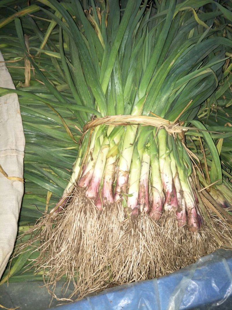 红根蒜苗大量上市需要的联系
