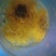 野菊花袋装