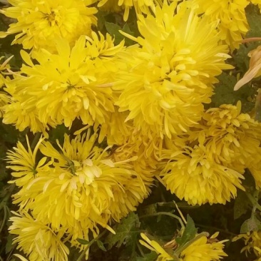 野菊花袋装
