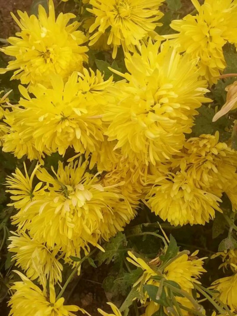 野菊花袋装