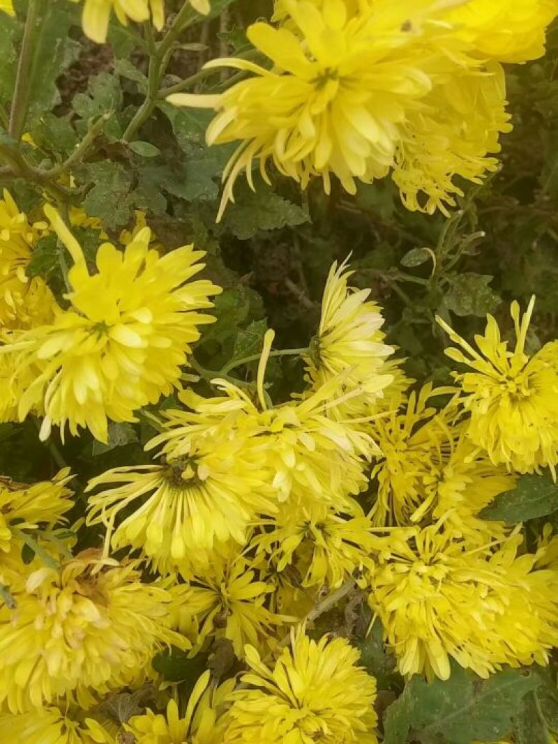 野菊花袋装