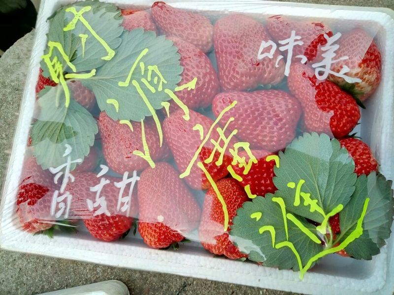 秦皇岛昌黎县红颜草莓陆续上市，欢迎前来采购