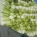 大白菜净菜4~6斤