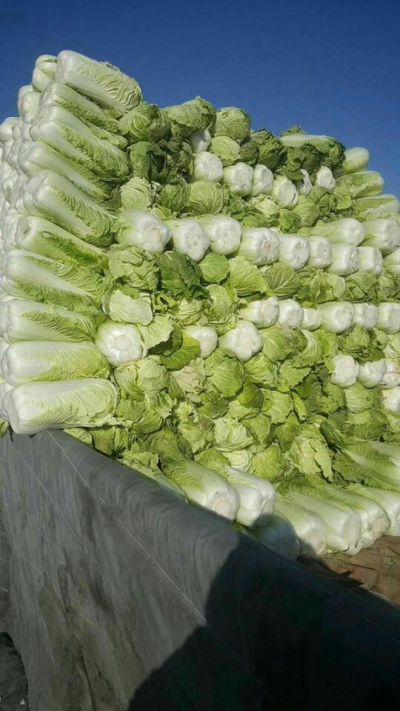 大白菜净菜4~6斤
