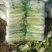 大白菜净菜4~6斤