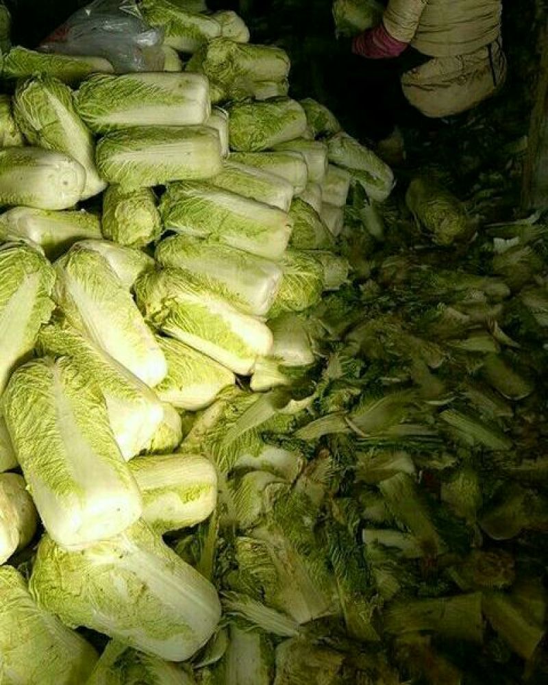 大白菜净菜4~6斤