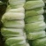 大白菜净菜4~6斤