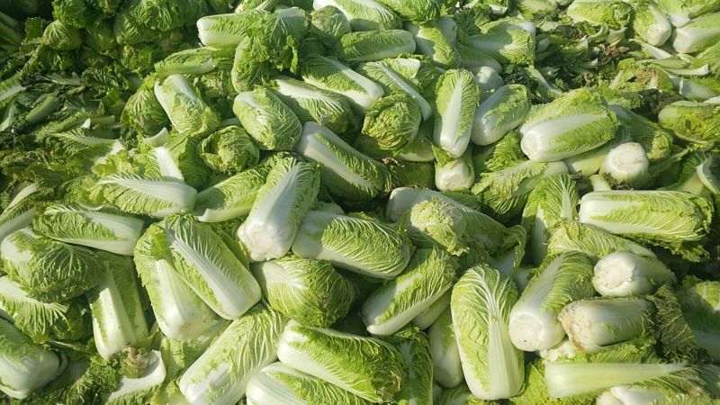 大白菜净菜4~6斤