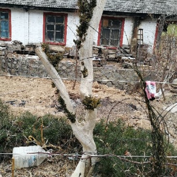 黄杨树桩15~20cm