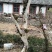 黄杨树桩15~20cm