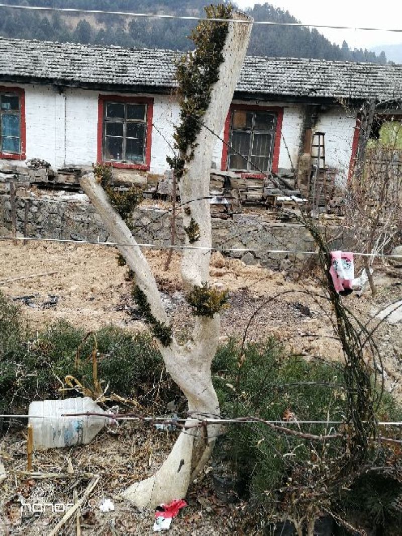 黄杨树桩15~20cm
