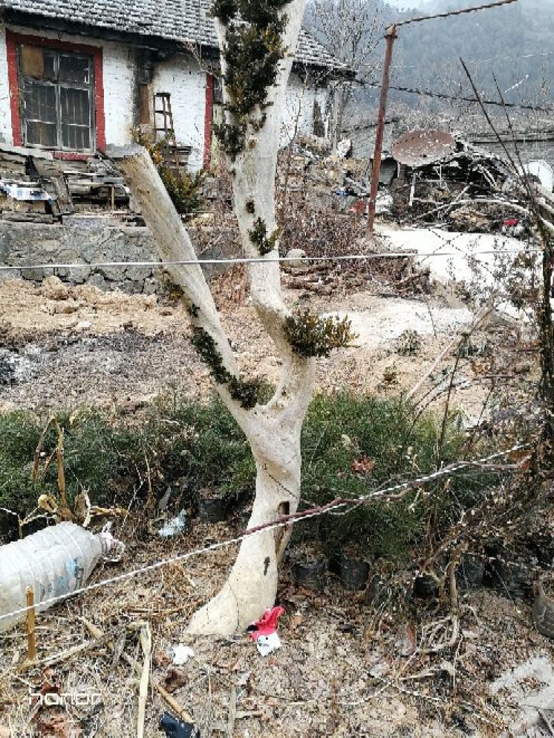 黄杨树桩15~20cm
