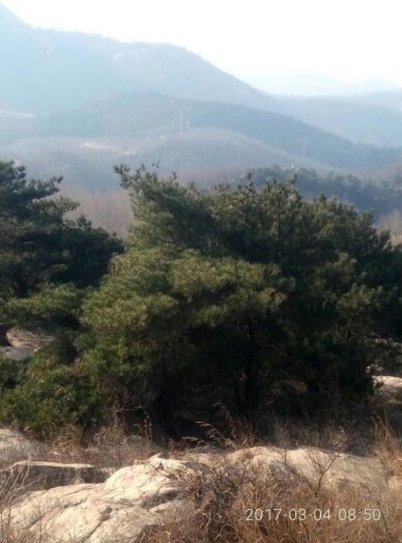 造型树