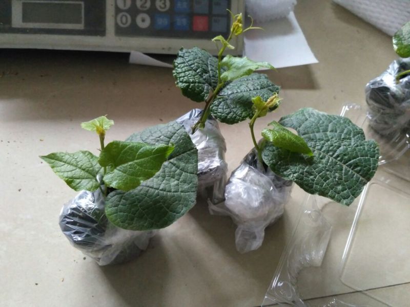 正宗广西桂林永福罗汉果苗树苗包邮