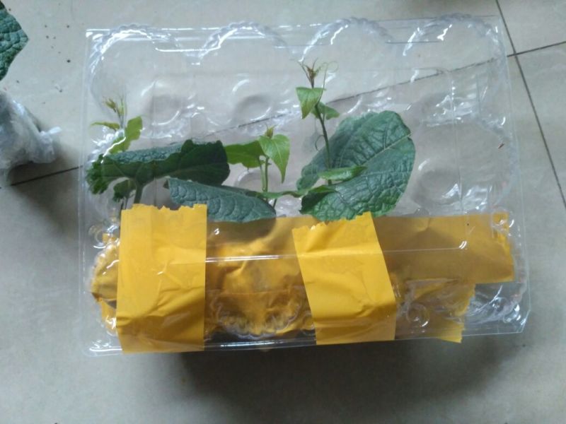 正宗广西桂林永福罗汉果苗树苗包邮