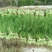 饶阳茴香特别鲜嫩，手工好，赚钱好货，诚信代发