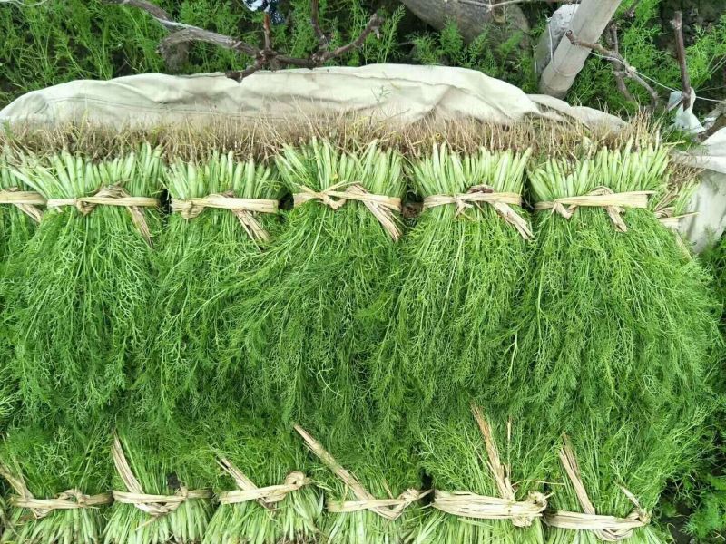 饶阳茴香特别鲜嫩，手工好，赚钱好货，诚信代发