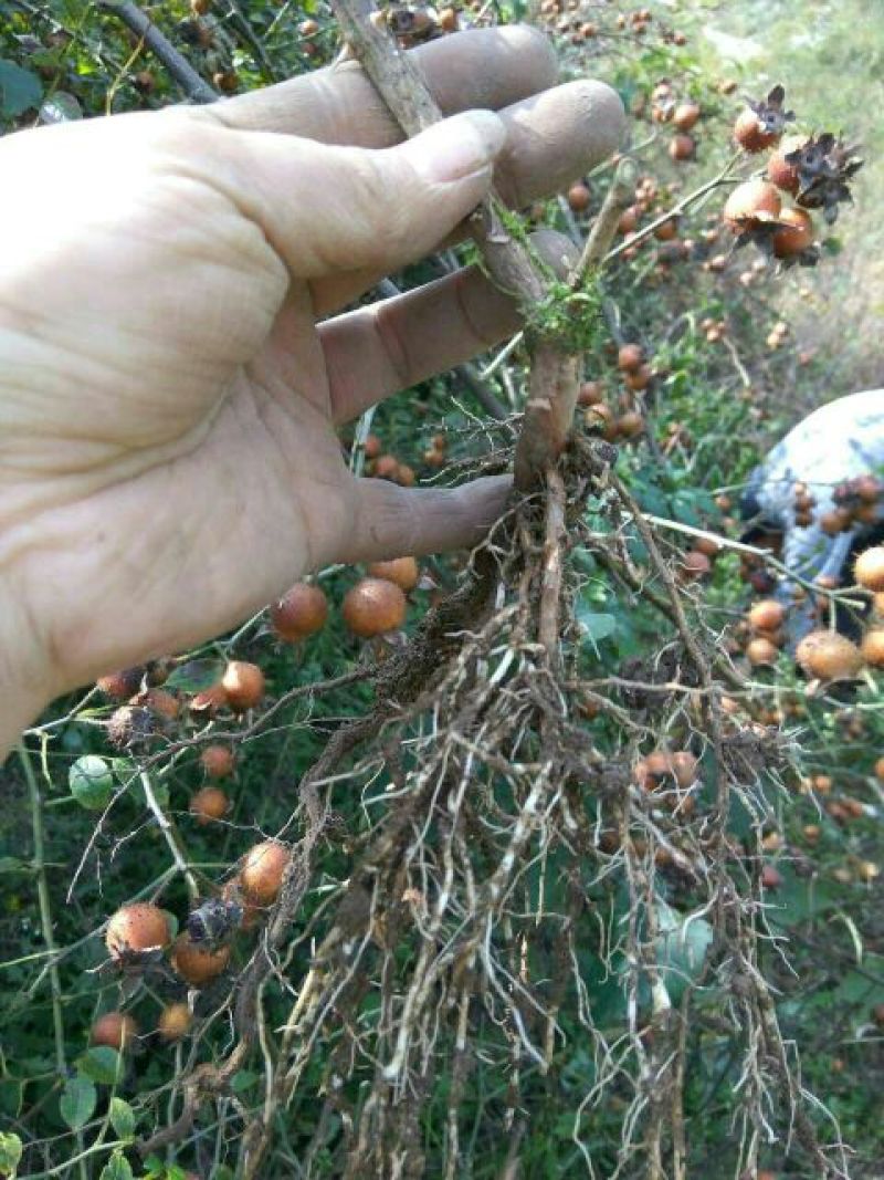 无籽刺梨苗酵素金刺梨苗生长快种下隔年就结果耐寒耐旱