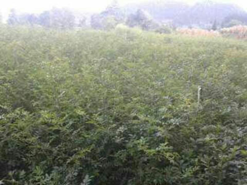 无籽刺梨苗酵素金刺梨苗生长快种下隔年就结果耐寒耐旱