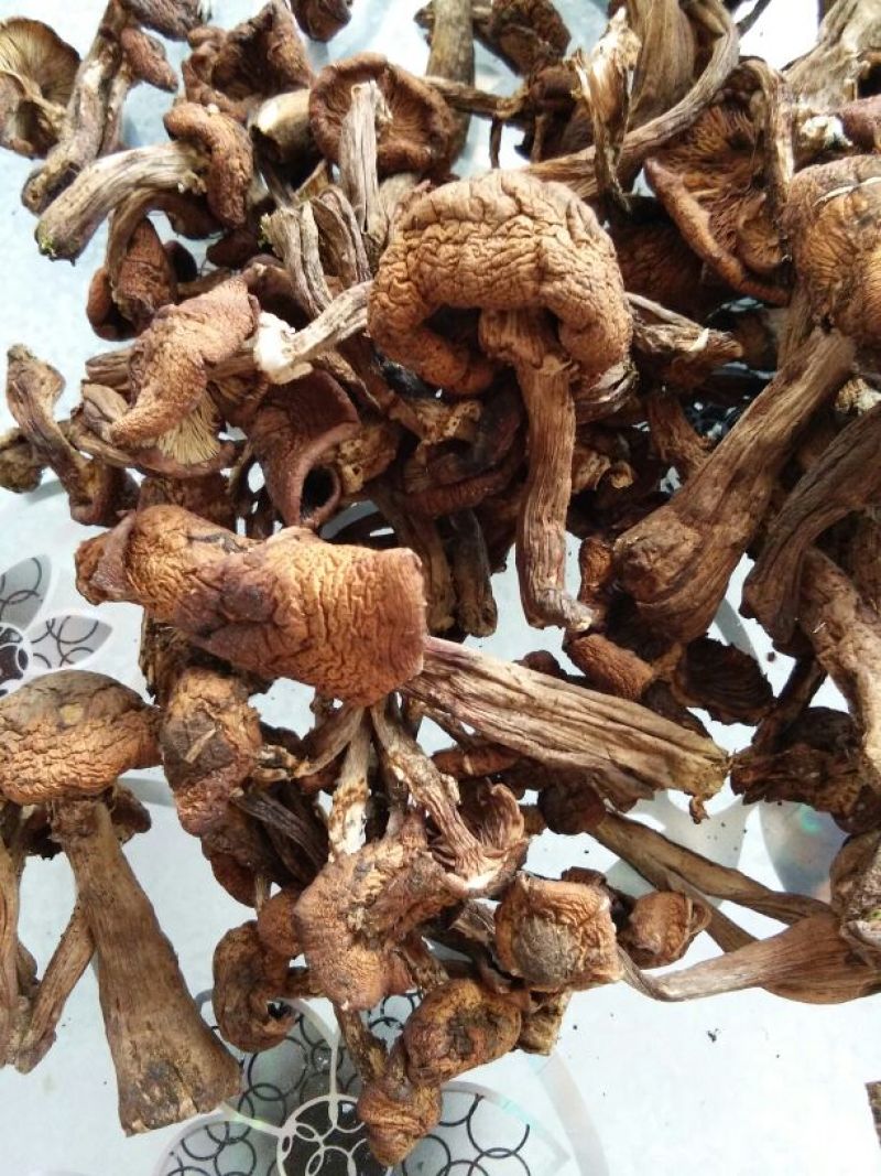 树秋菌一级
