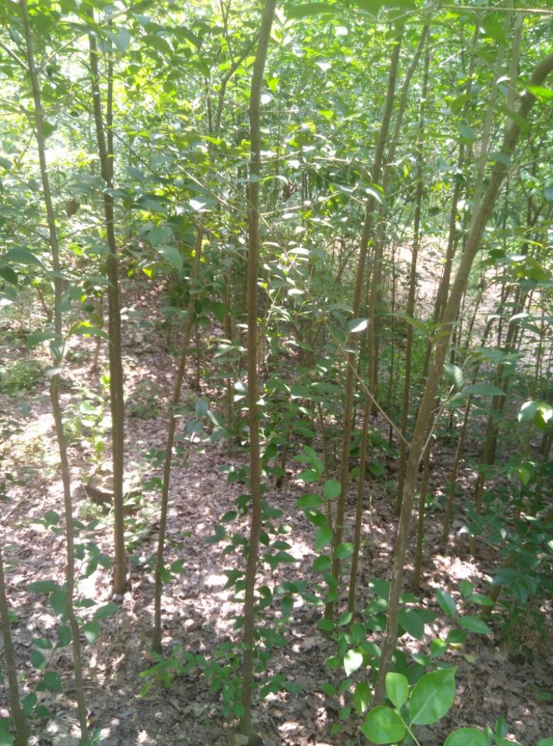 高杆女贞4cm以下