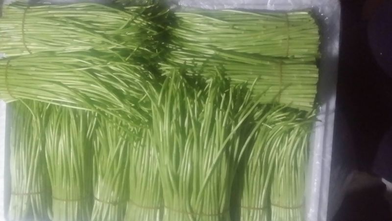 芦篙