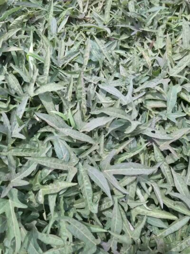 脱毒原种榴莲蜜薯红薯苗冰糖心哈密红薯苗西瓜蜜，紫薯