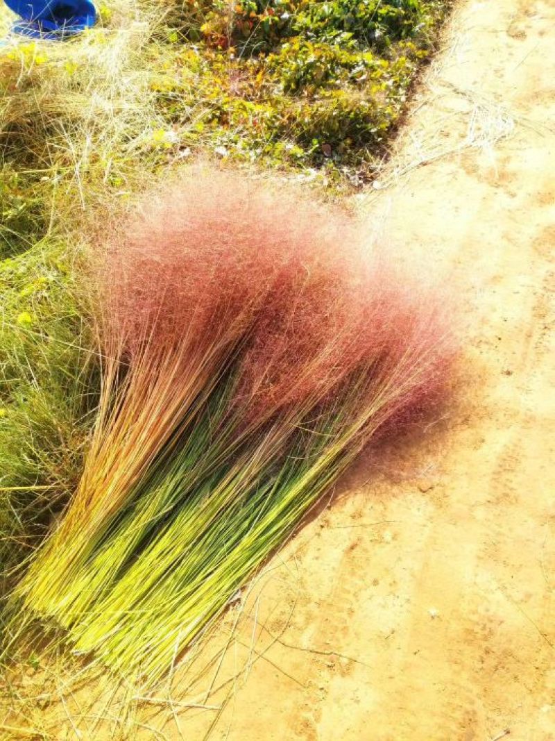 粉黛乱子草花苗，粉黛乱子草，毛芒乱子草，山东青州粉黛乱