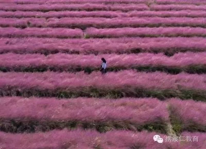 粉黛乱子草花苗，粉黛乱子草，毛芒乱子草，山东青州粉黛乱