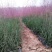 粉黛乱子草花苗，粉黛乱子草，毛芒乱子草，山东青州粉黛乱