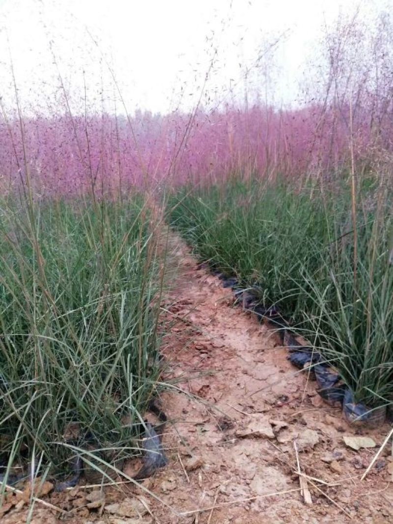 粉黛乱子草花苗，粉黛乱子草，毛芒乱子草，山东青州粉黛乱