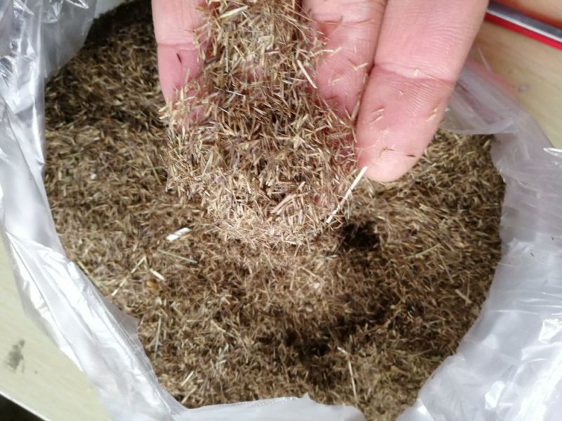 粉黛乱子草花苗，粉黛乱子草，毛芒乱子草，山东青州粉黛乱