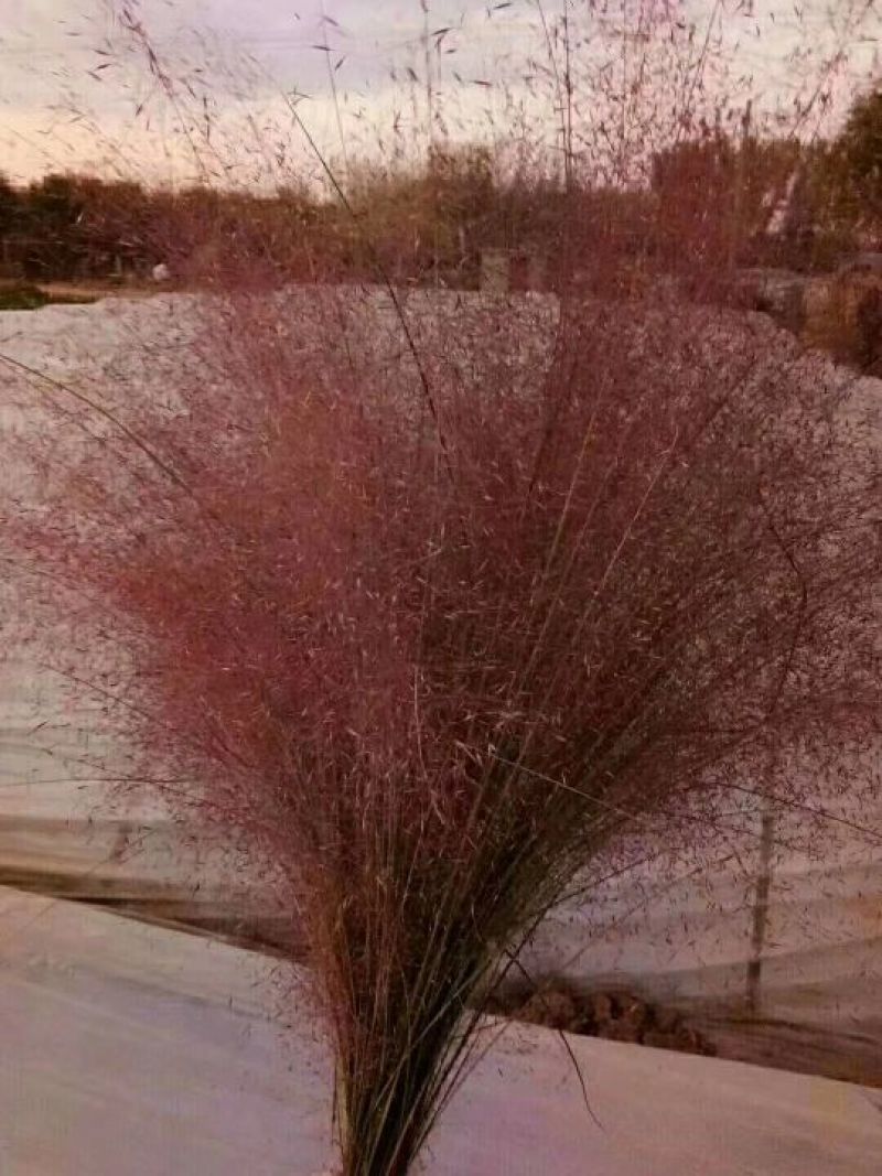 粉黛乱子草花苗，粉黛乱子草，毛芒乱子草，山东青州粉黛乱