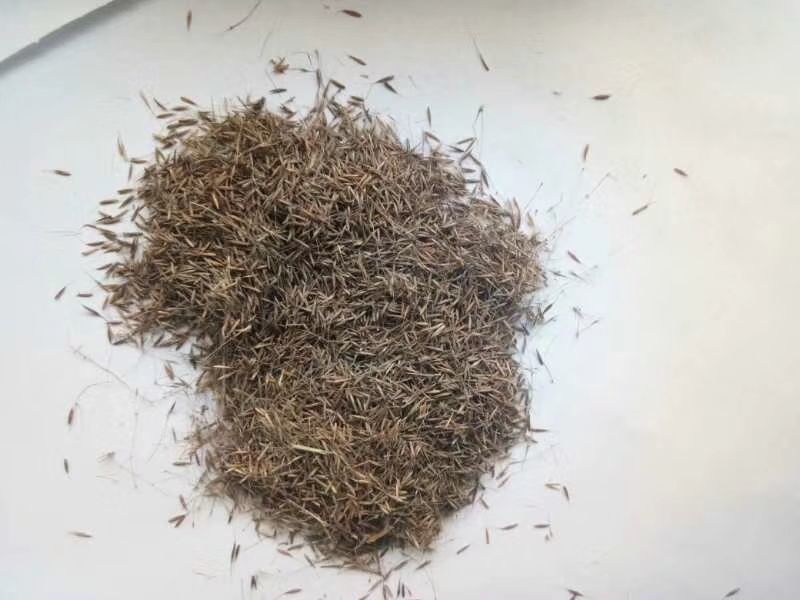 粉黛乱子草花苗，粉黛乱子草，毛芒乱子草，山东青州粉黛乱