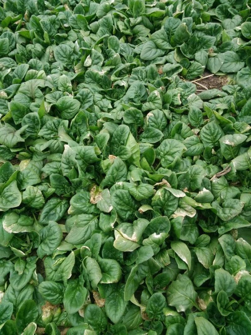 大叶菠菜10~15厘米