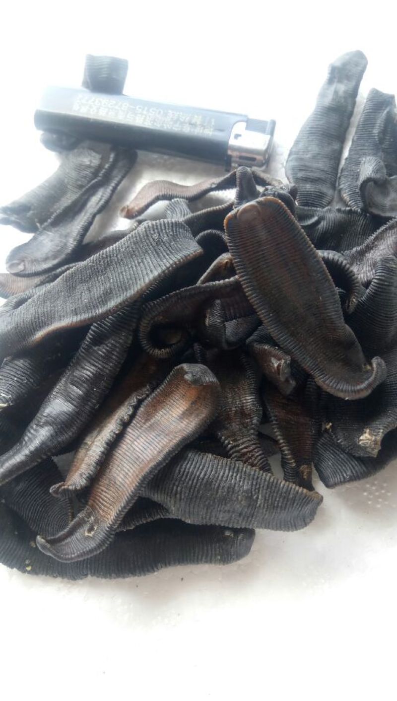 宽体金线蛭药用