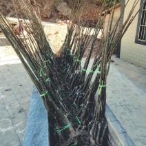 核桃苗1年以下50~100cm