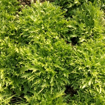苦菊15~20cm