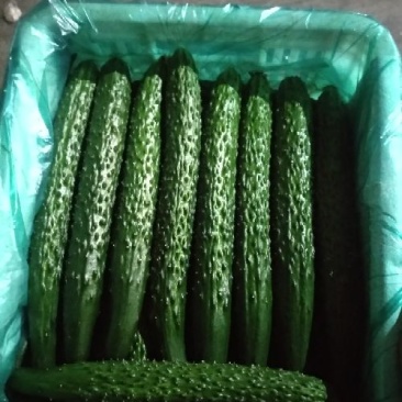 密刺黄瓜大量上市