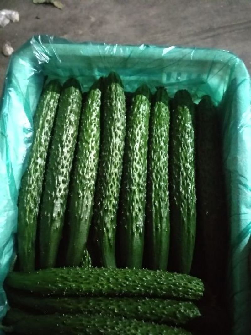 密刺黄瓜大量上市