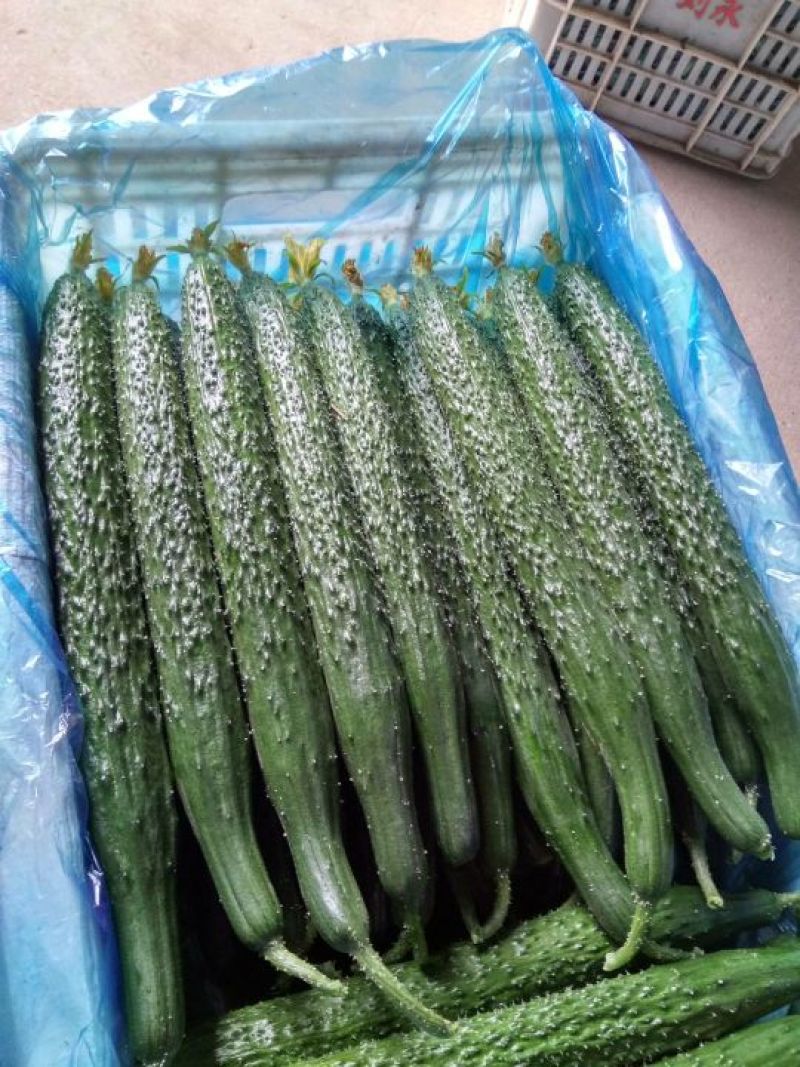 密刺黄瓜大量上市