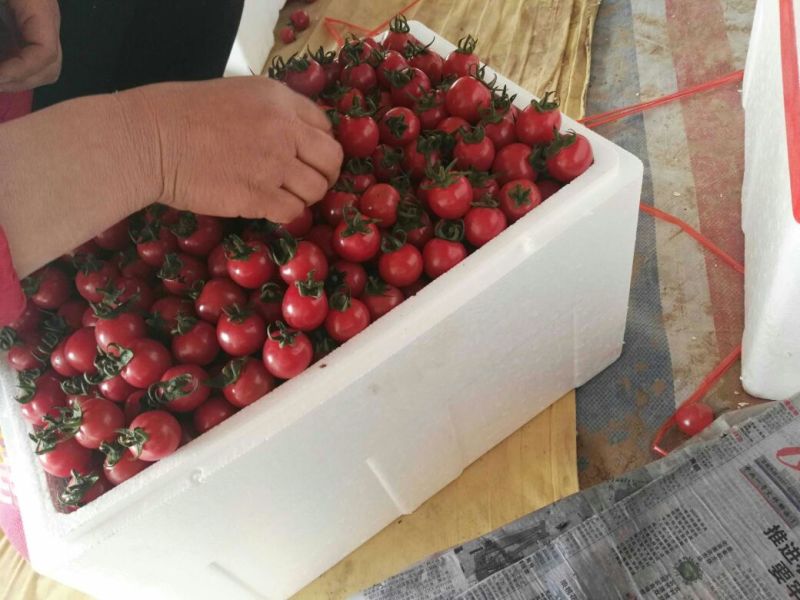 圣女果25克以上大量上市，欢迎大家前来选购