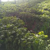 大叶芹，种植反季山野菜