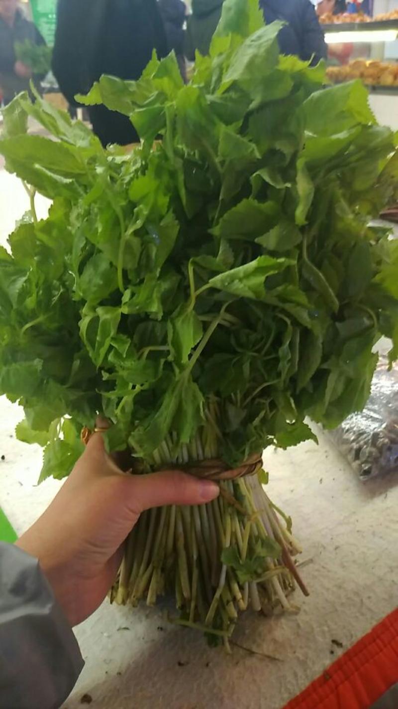 大叶芹，种植反季山野菜