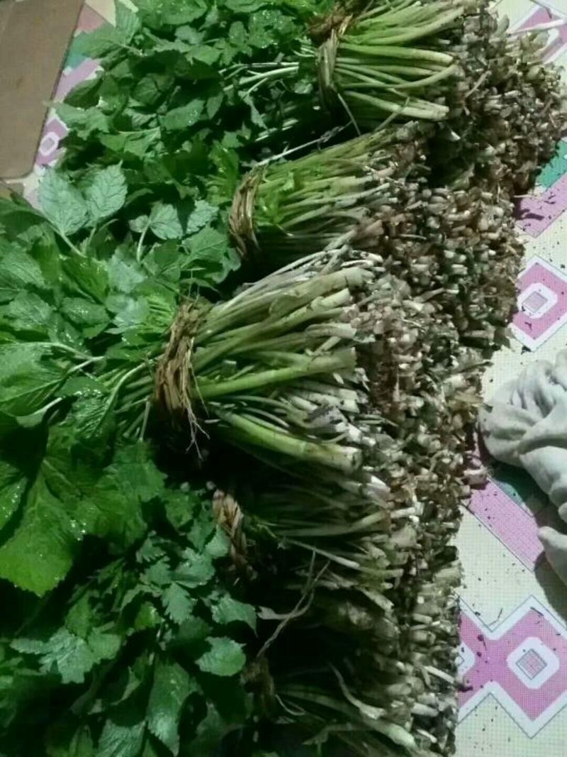 大叶芹，种植反季山野菜