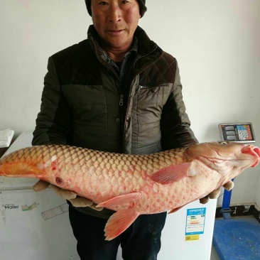 河鲤鱼2~3公斤食用